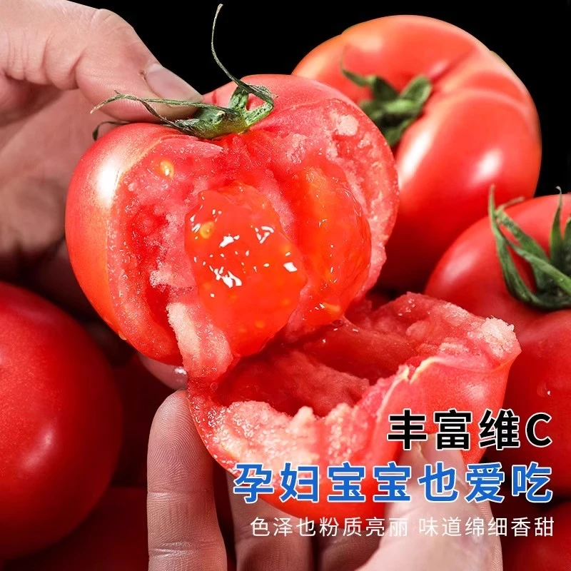普罗旺斯沙瓤西红柿子当季生吃水果番茄新鲜自然熟泾阳