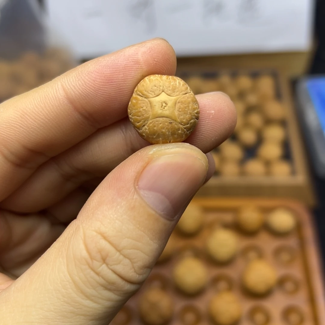 手串凤眼菩提16.5五星上将