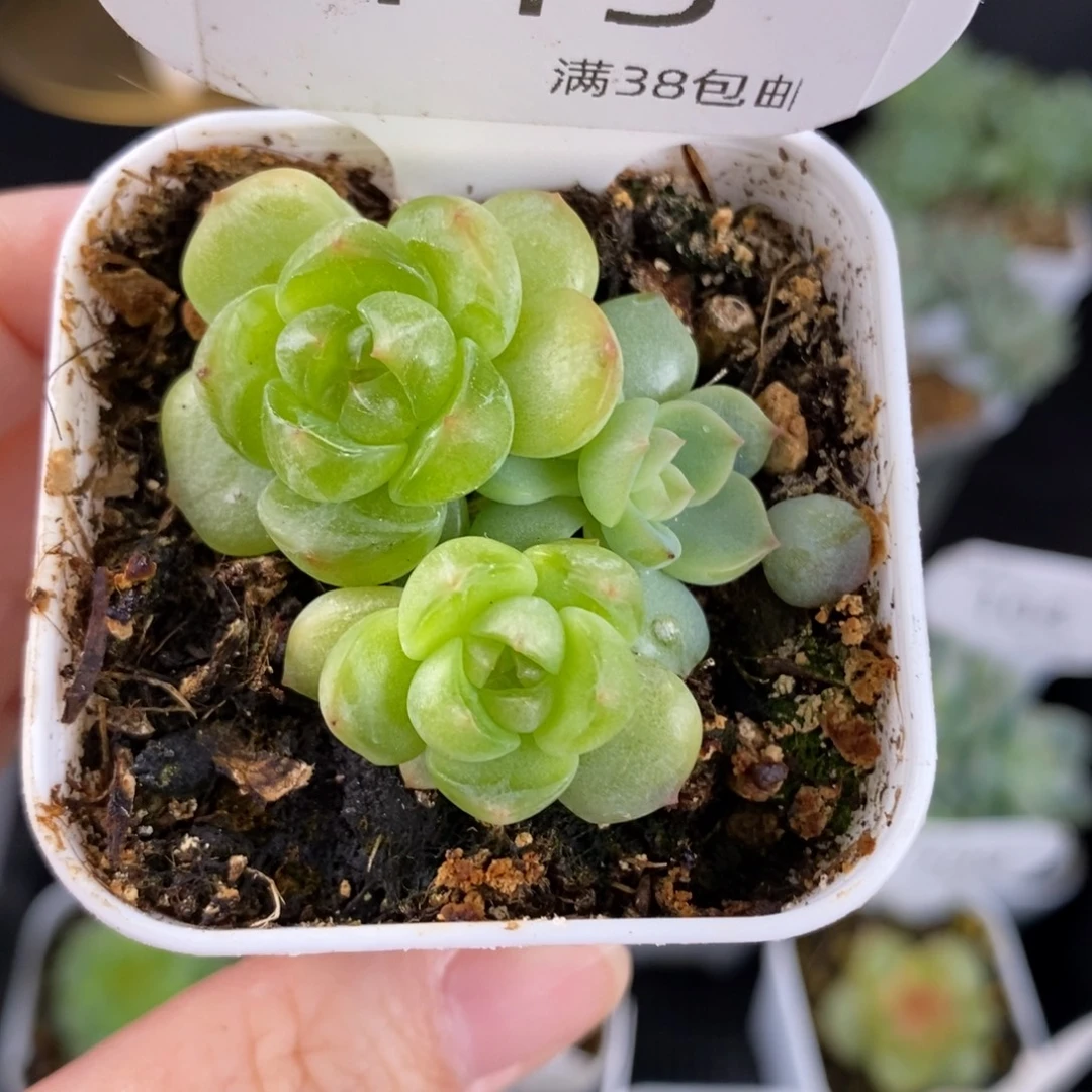 舒月三头群113号一颗