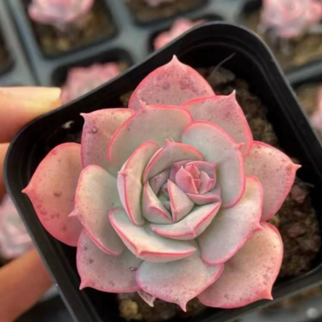 【满9.9包邮】克罗地亚玫瑰6.5cm盆多肉植物以直播间展示为主