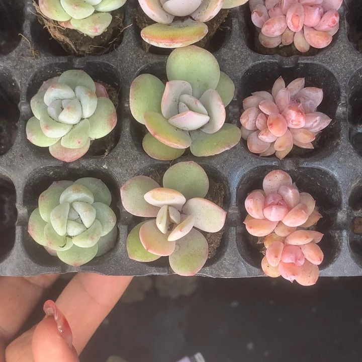 樱花双 3颗。奶茶3颗 冰玉3颗。
