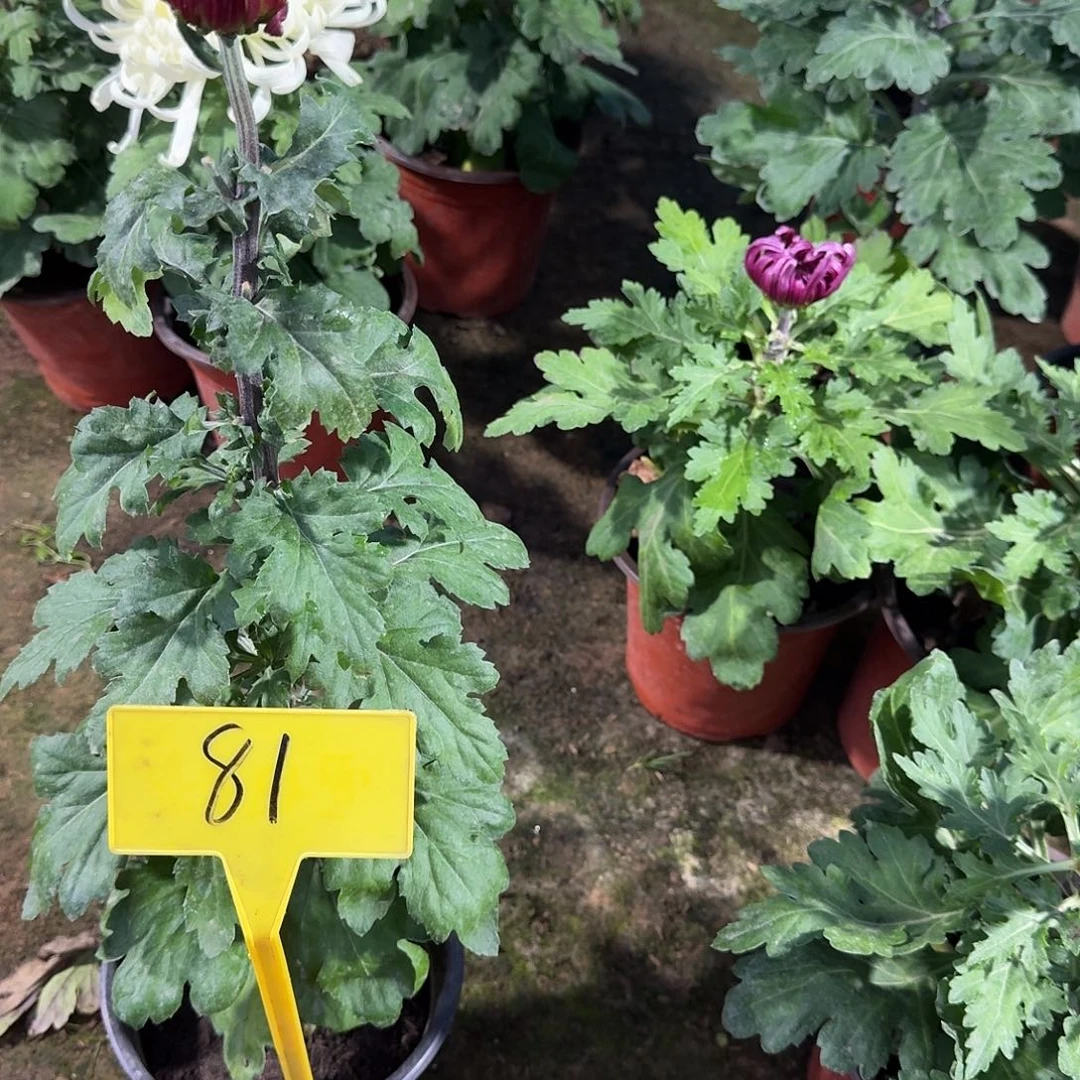 ～***子大部分花苞少量开放81大红