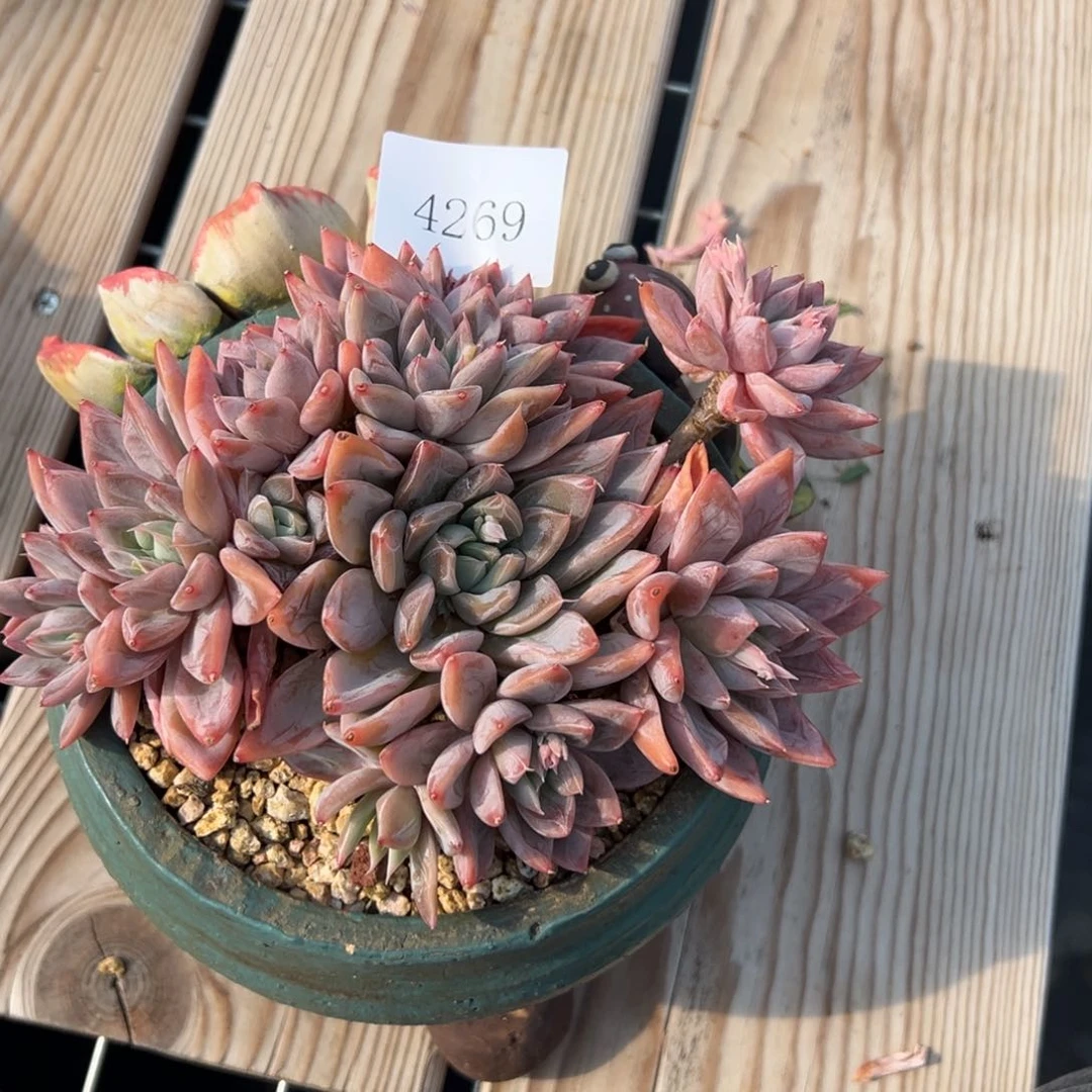 郭**°4269多肉多多多多多