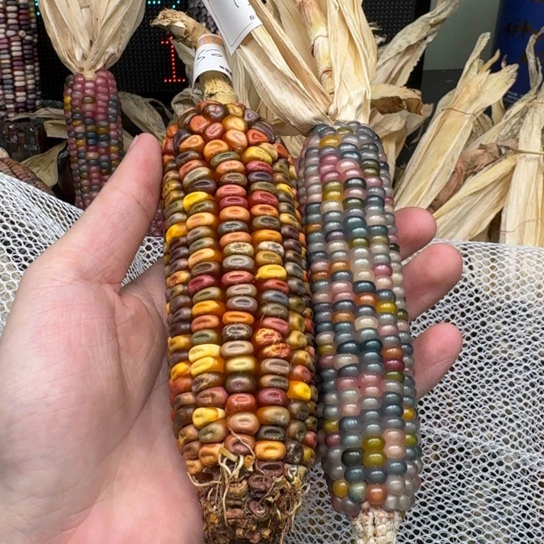 柏香籽/百香籽吊坠1*?