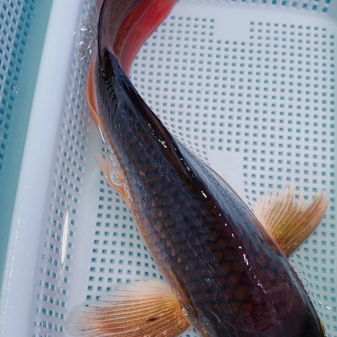 锦鲤锦鲤冷水鱼观赏116