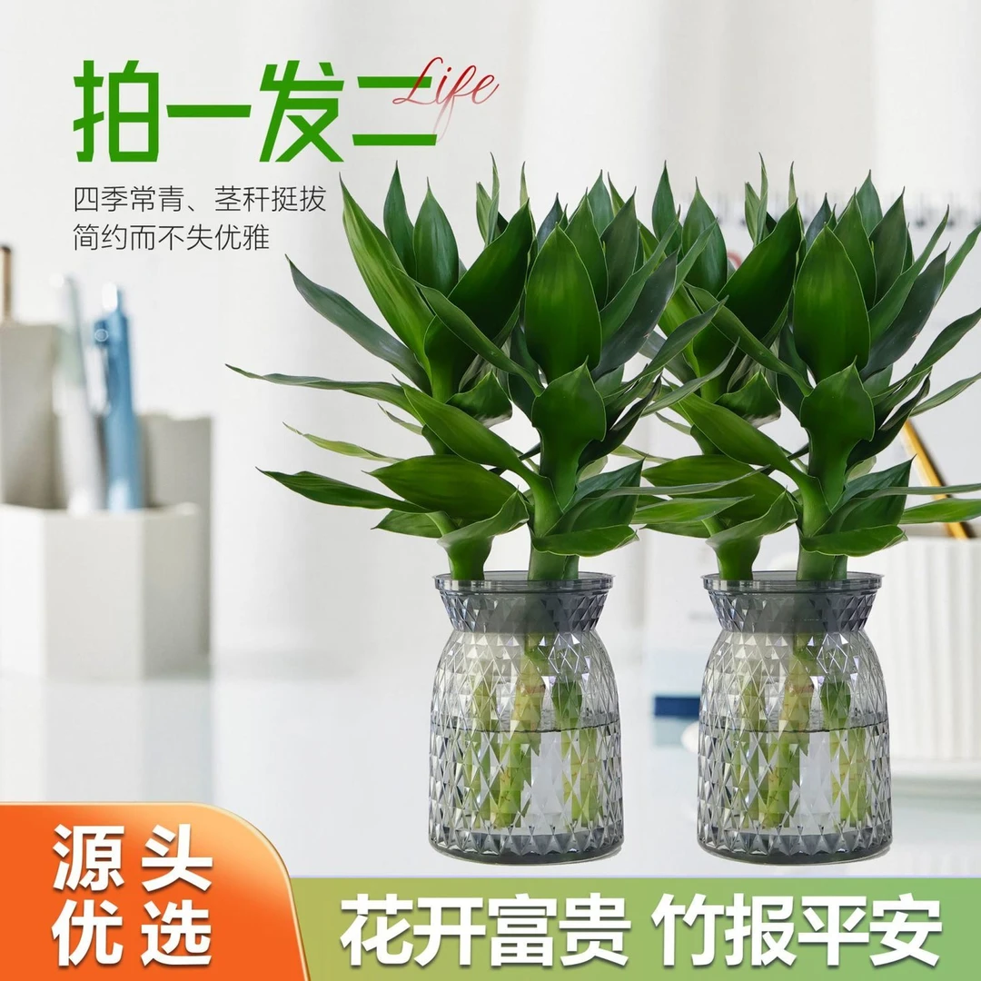 【买一送一】水培观音竹室内办公室桌面四季好养绿色植物桌面盆栽