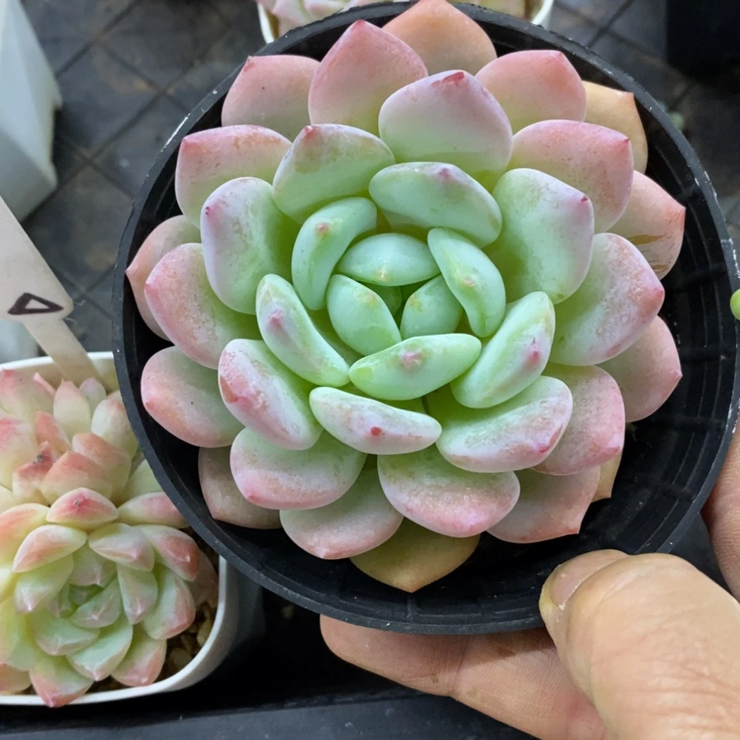 精品多肉一物一拍不包整26