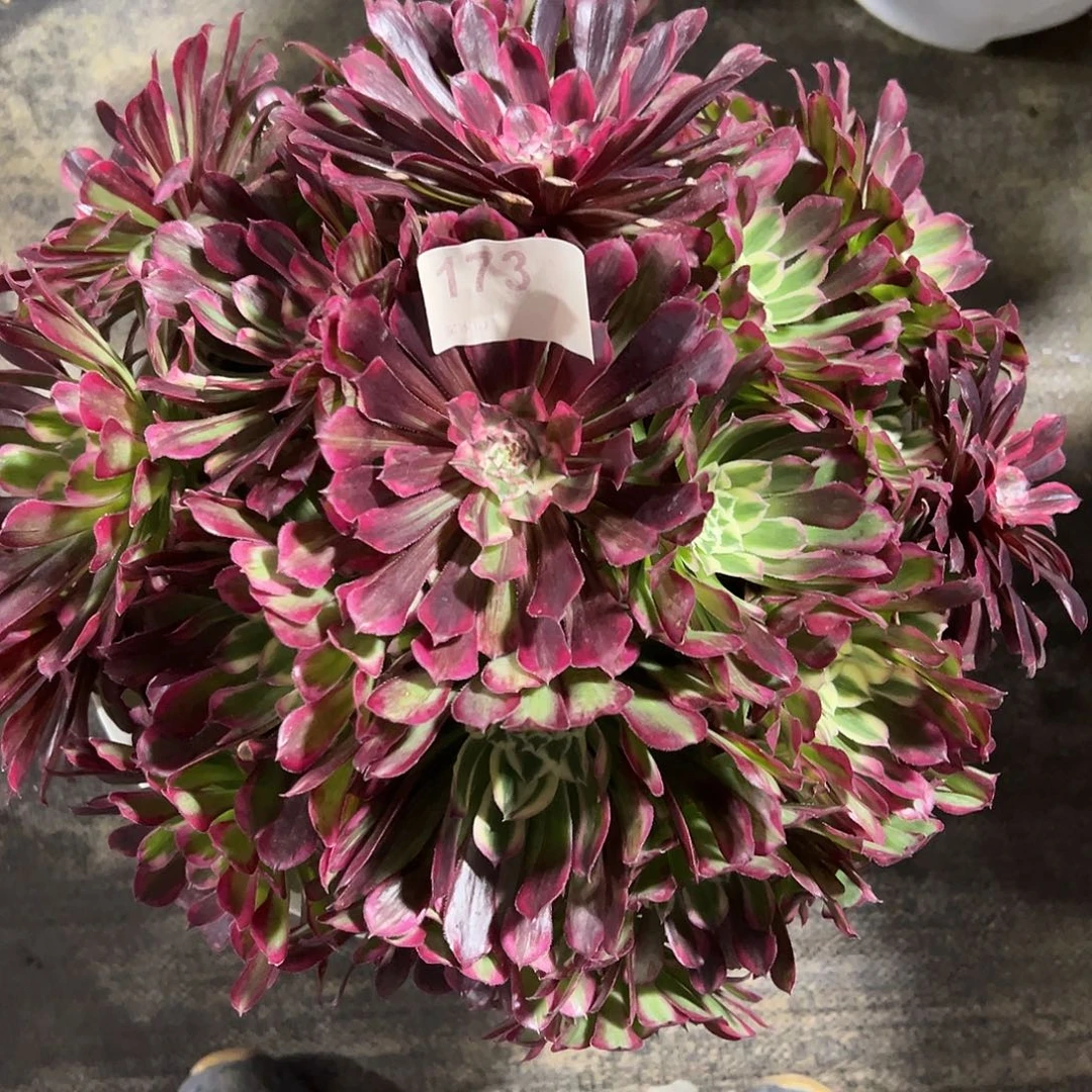 173同花顺多肉法师