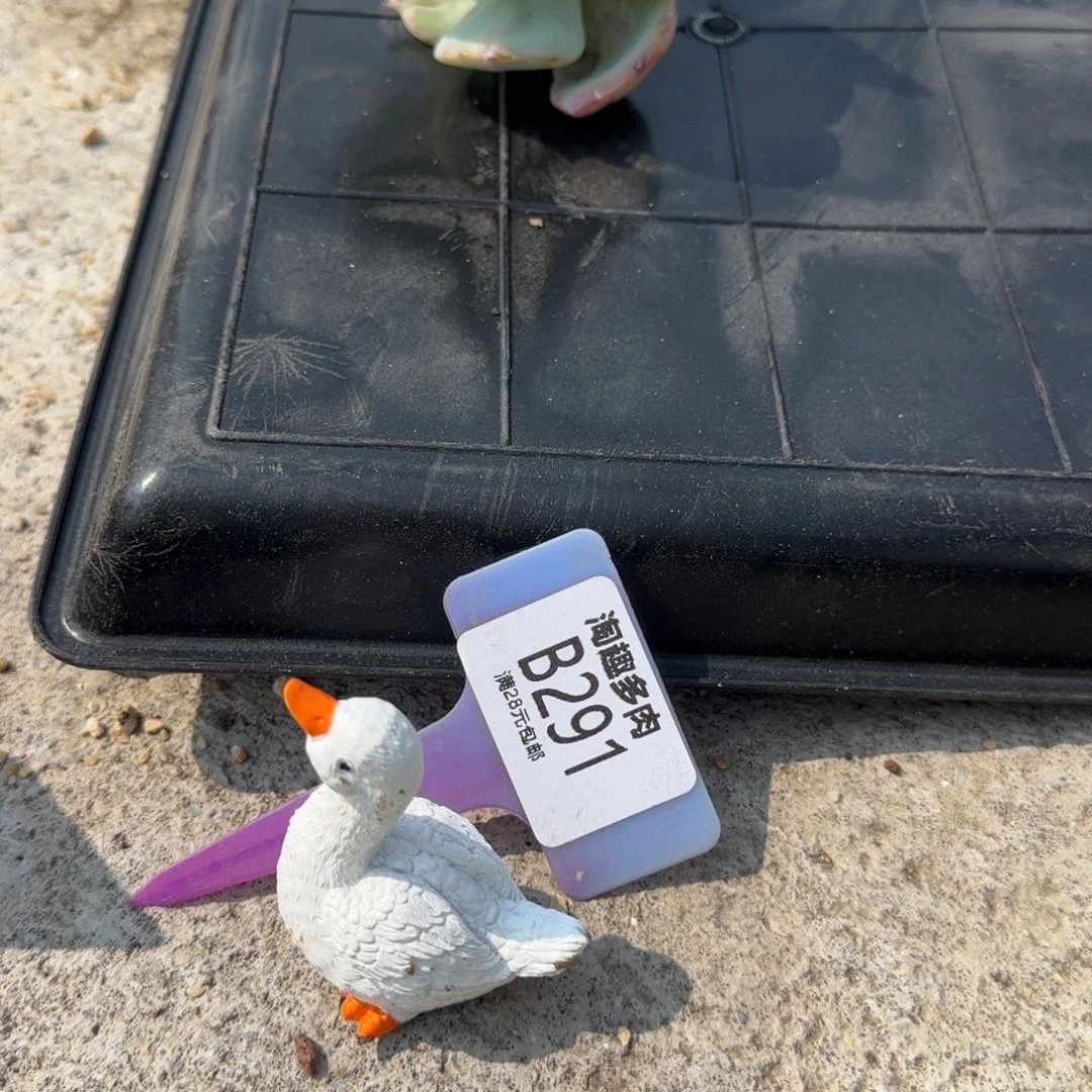 不****～多肉植物，鹅鹅鹅鹅鹅鹅