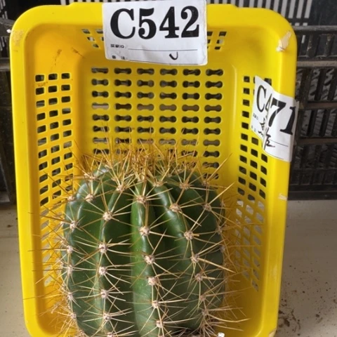 品种苗杰作毛花柱c 542