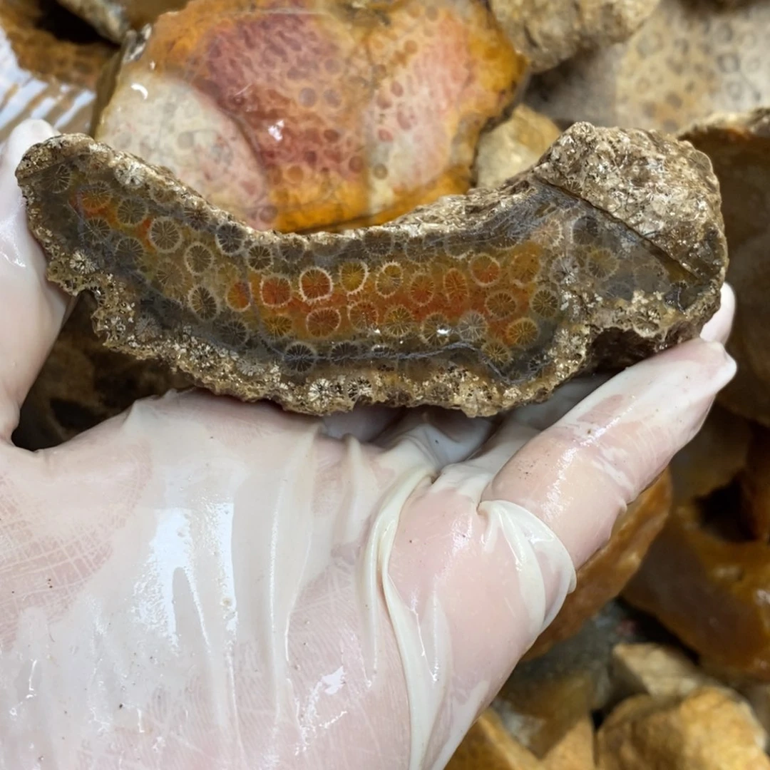 【闪购商品】硅化玉颈饰未镶嵌