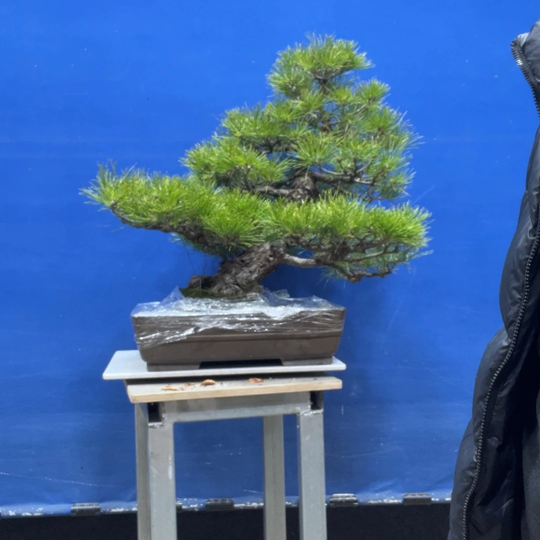 无花朵88888888888