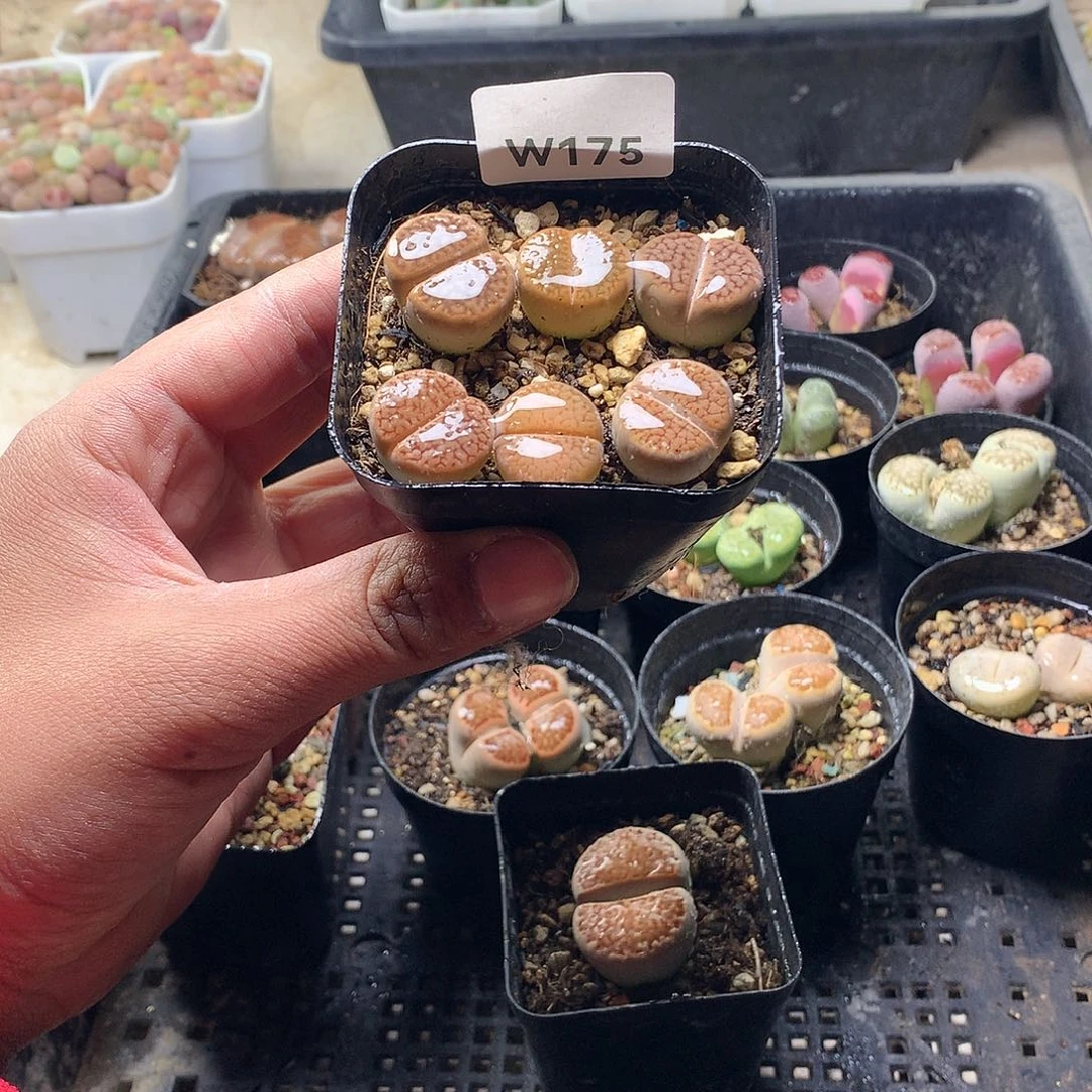 W175多肉植物保护研究所