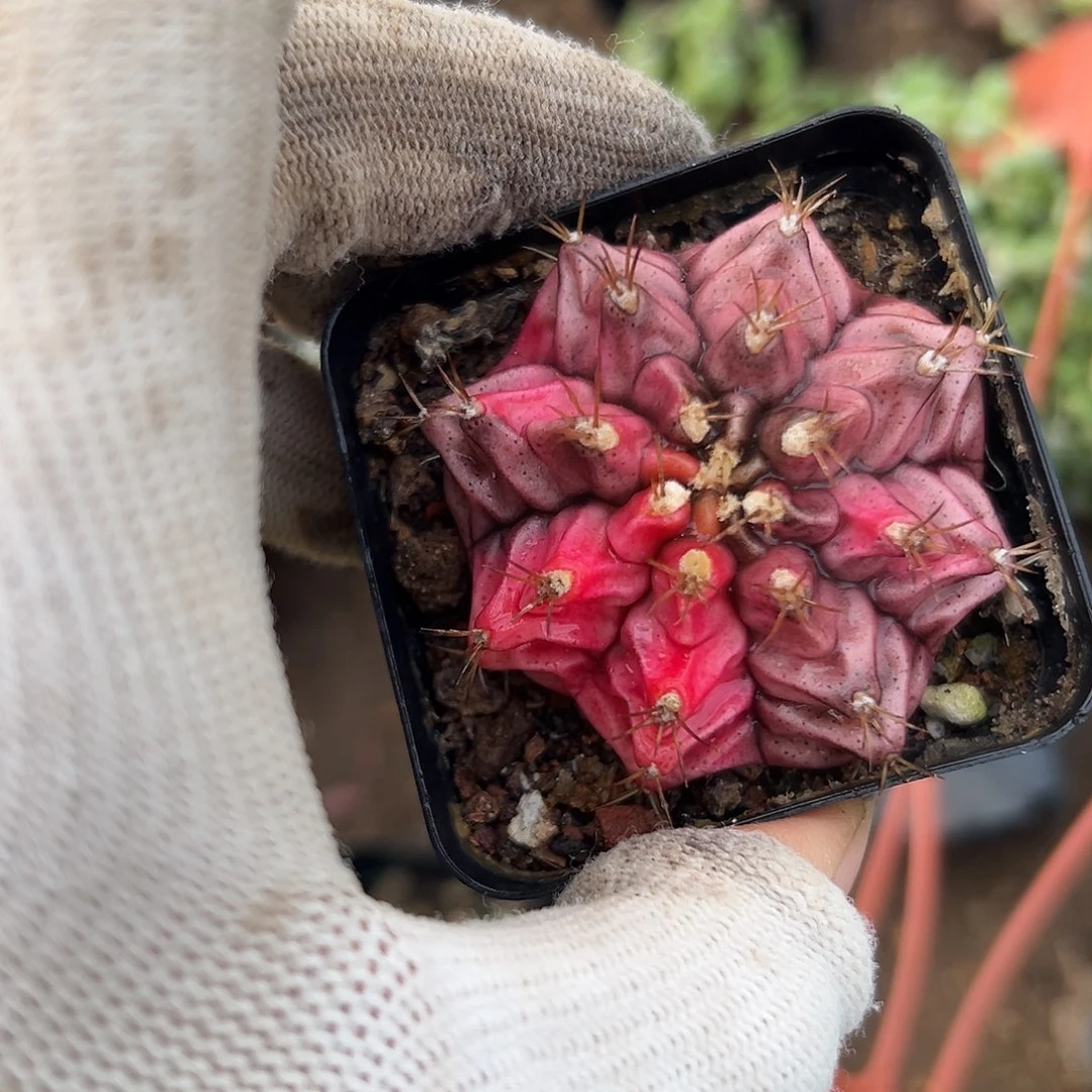 娜哦哦哦哦哦哦哦哦哦哦