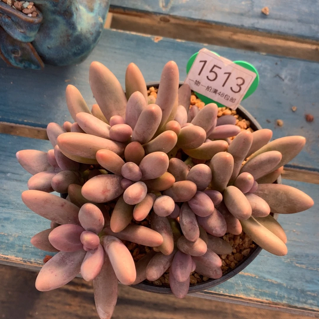 糖果美人无砍平头1513