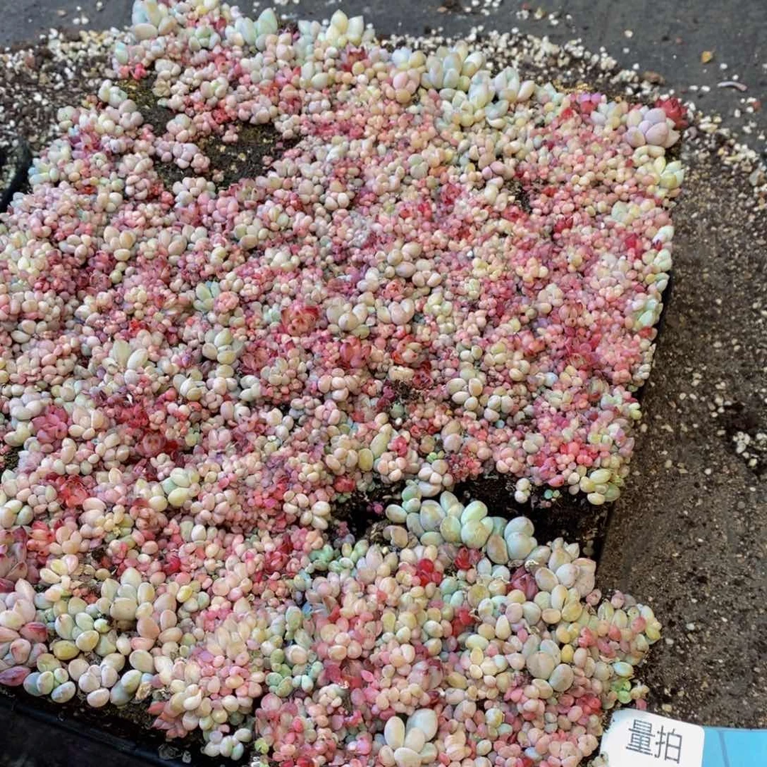 420多肉植物纤维量拍一盒