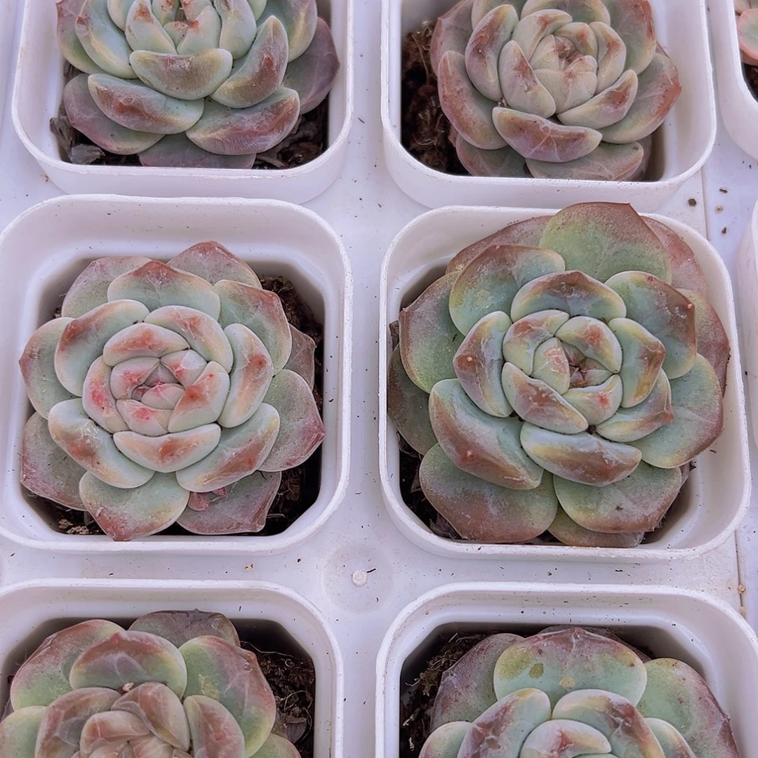 单头刚毅19包邮多肉