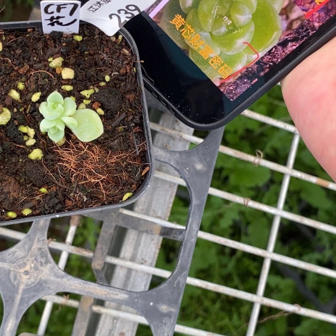 稚**鸢标签239花开财富7一个多肉