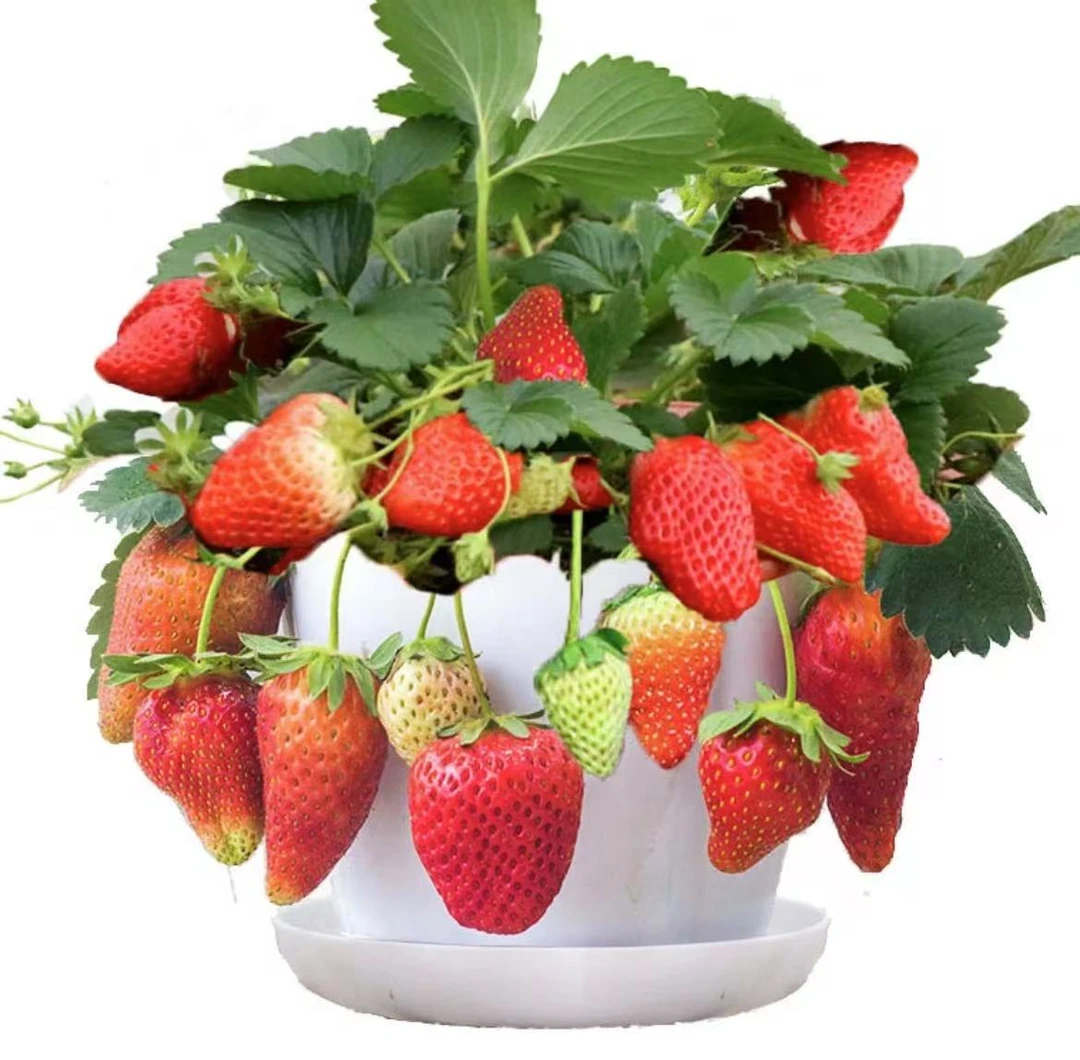 A草莓苗【带花带果】红颜奶油草莓苗盆栽阳台种植新手草莓苗当年结