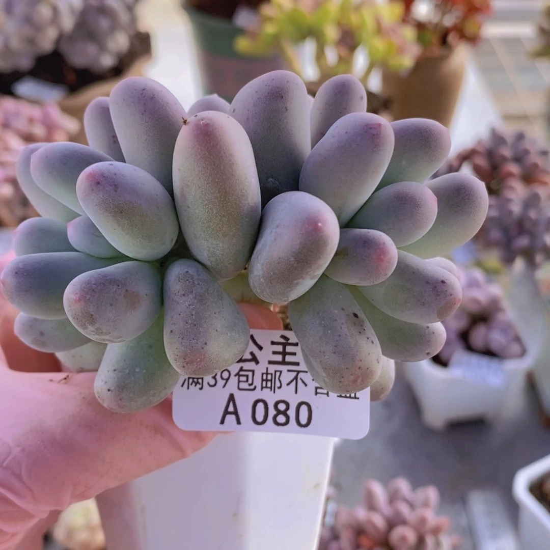 米可8cm080多肉植物