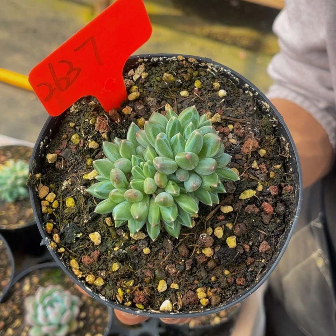 2637号上午多肉植物群生多肉