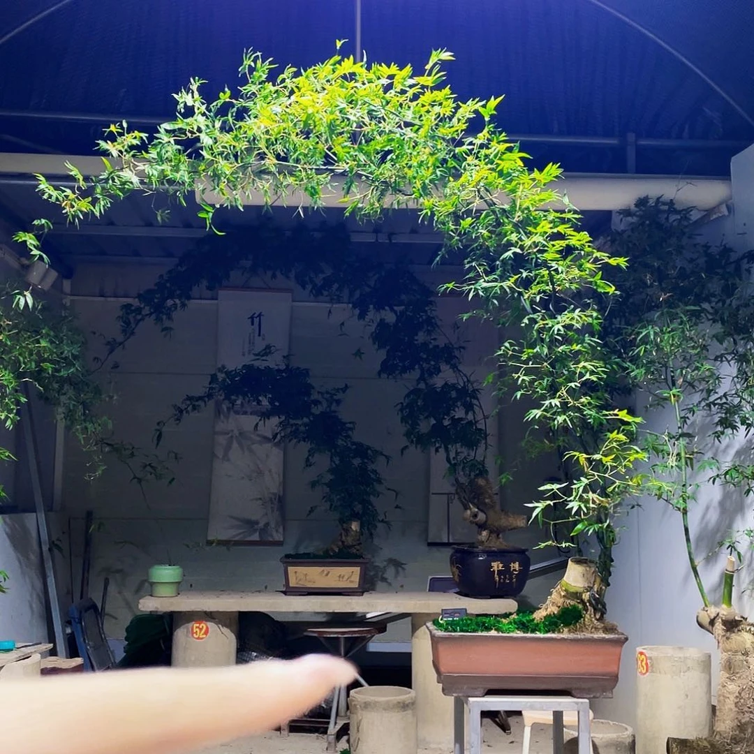 汨***练无花朵小叶簕竹熟桩陶瓷盆一物一拍