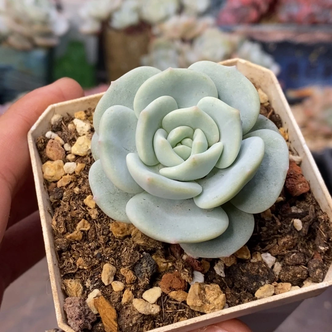 冬***冬飘雪单头一物一拍