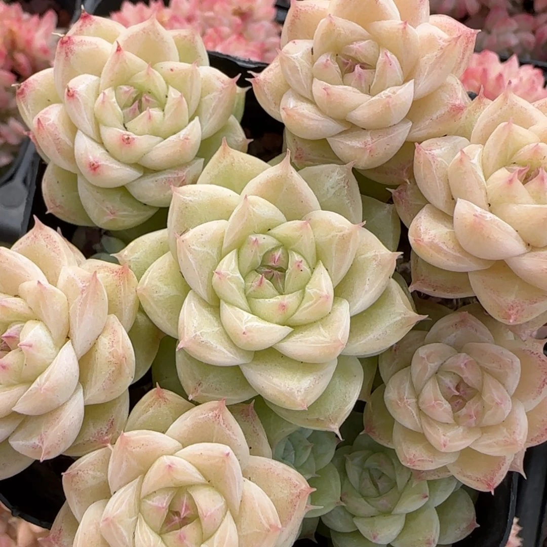 花语逸境0218-467