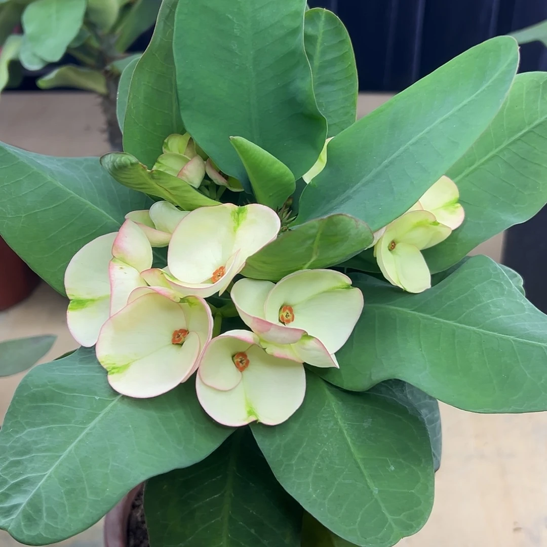 财运亨通泰国大花虎刺梅