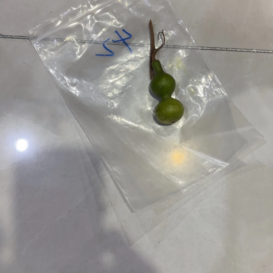 天***涯青皮不包成青皮不包成
