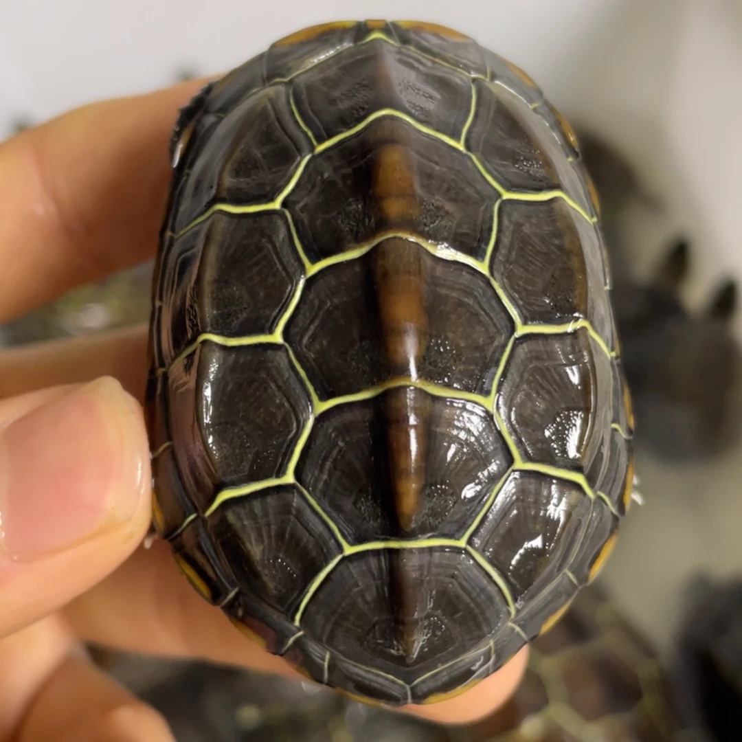 苏北金 线冷水草龟