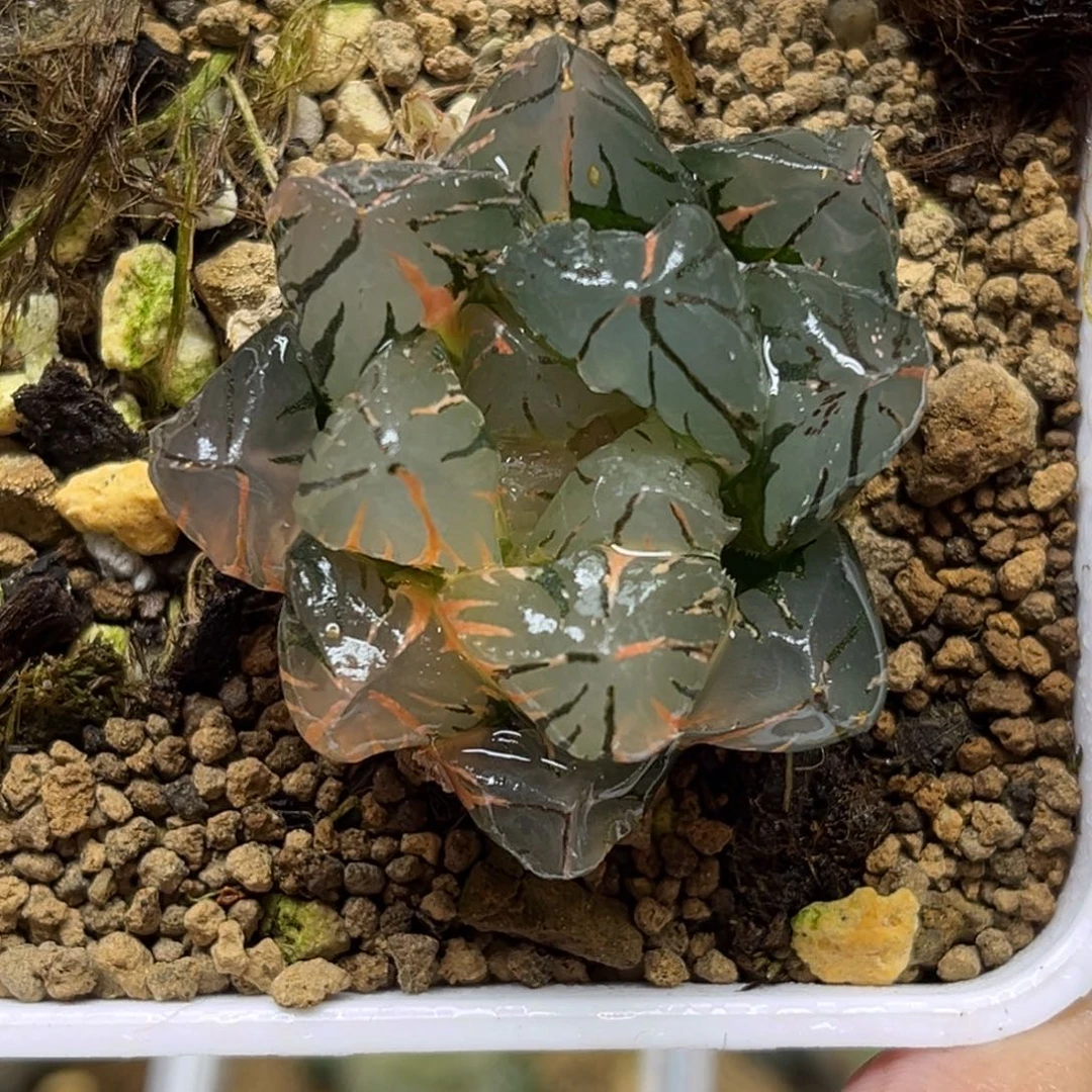 21OH玉露锦福利专场