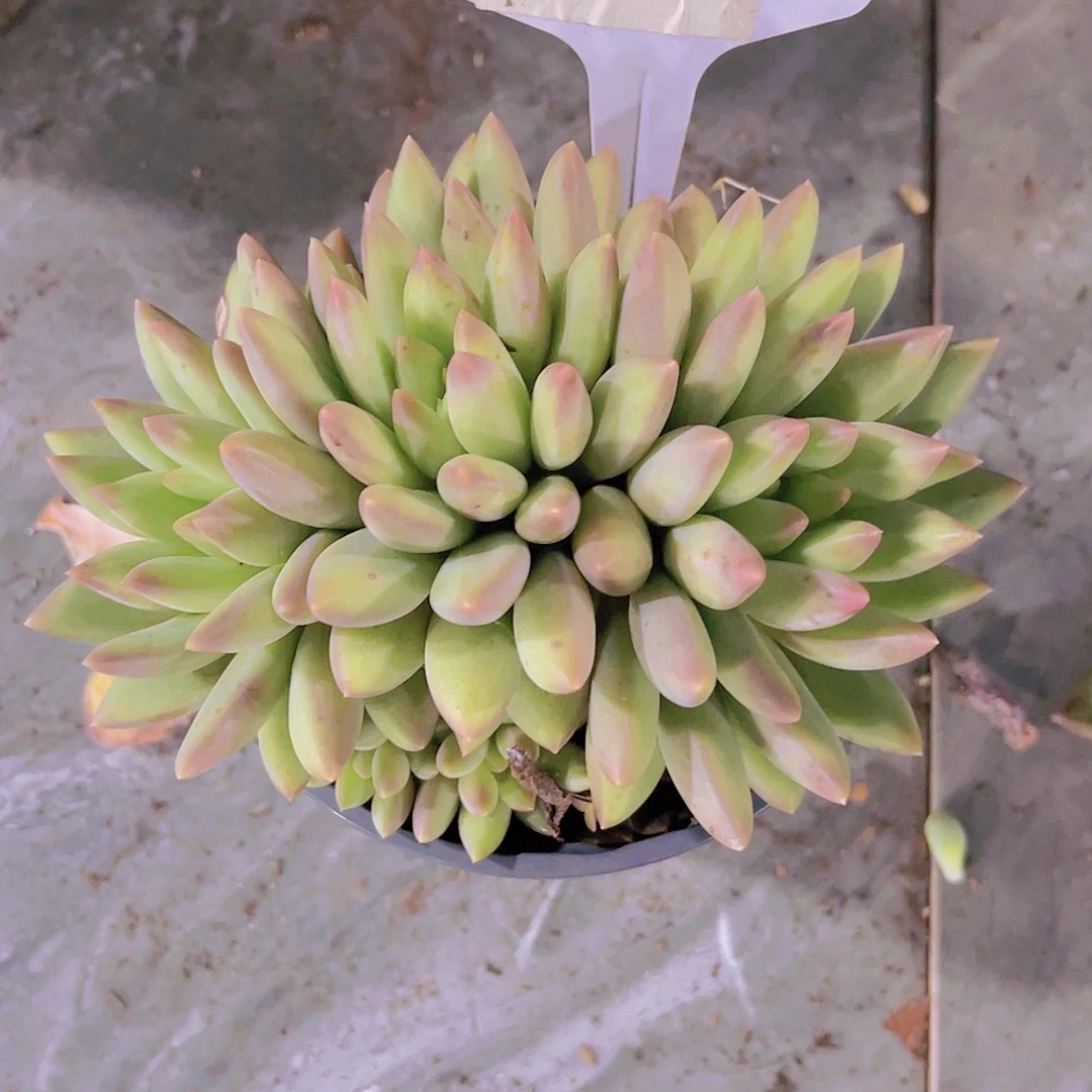 净***芳000000000000000521
