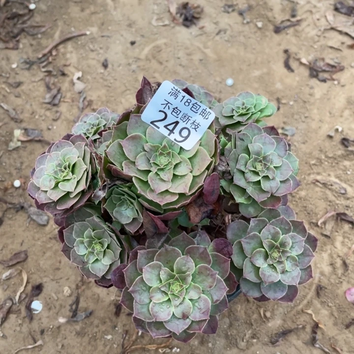 249沙拉碗手捧1号