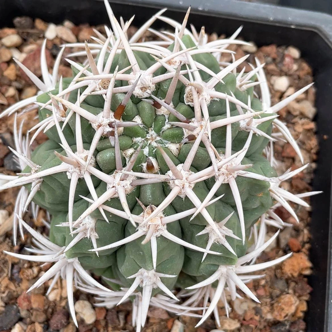 【闪购商品】碧岩玉有根66666