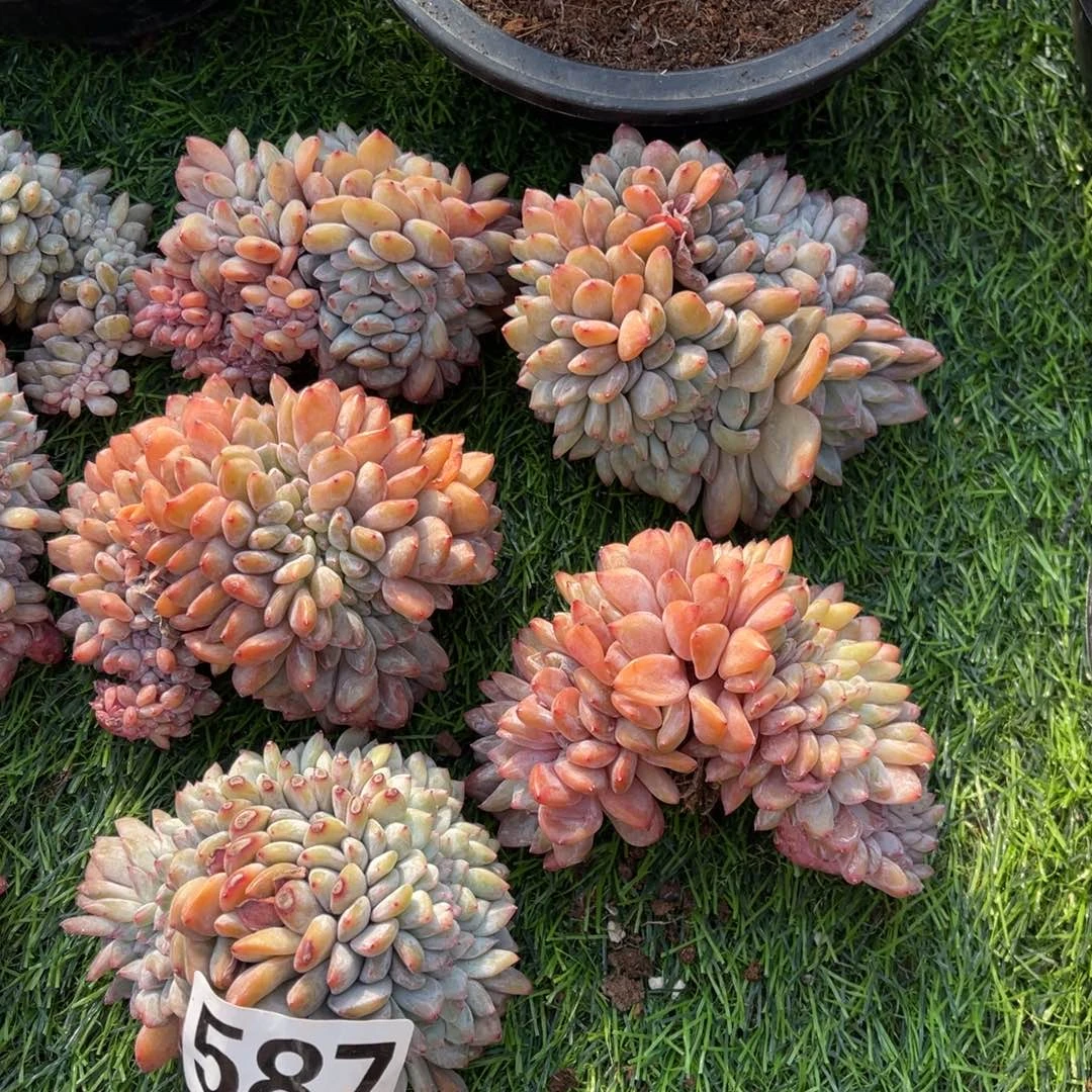 587号1488888999999888880