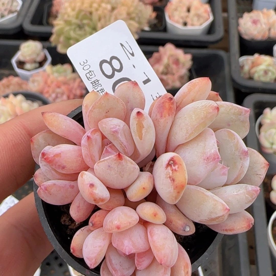 雪天使四头一颗脱土发货