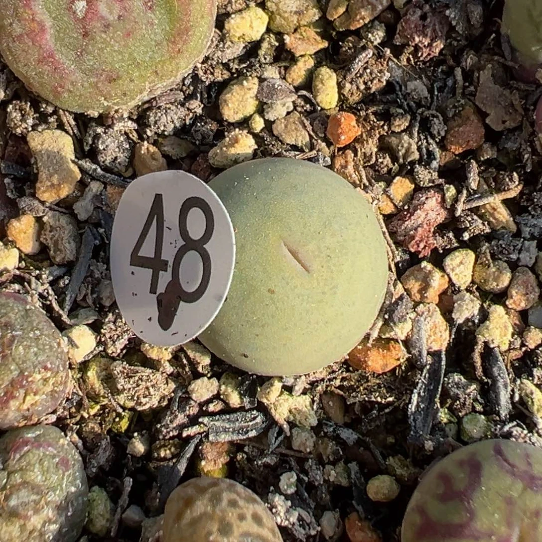 多肉植物1111111111111