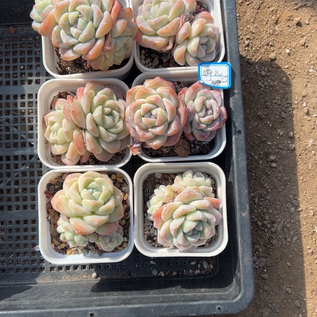 ?**?111111111111111111