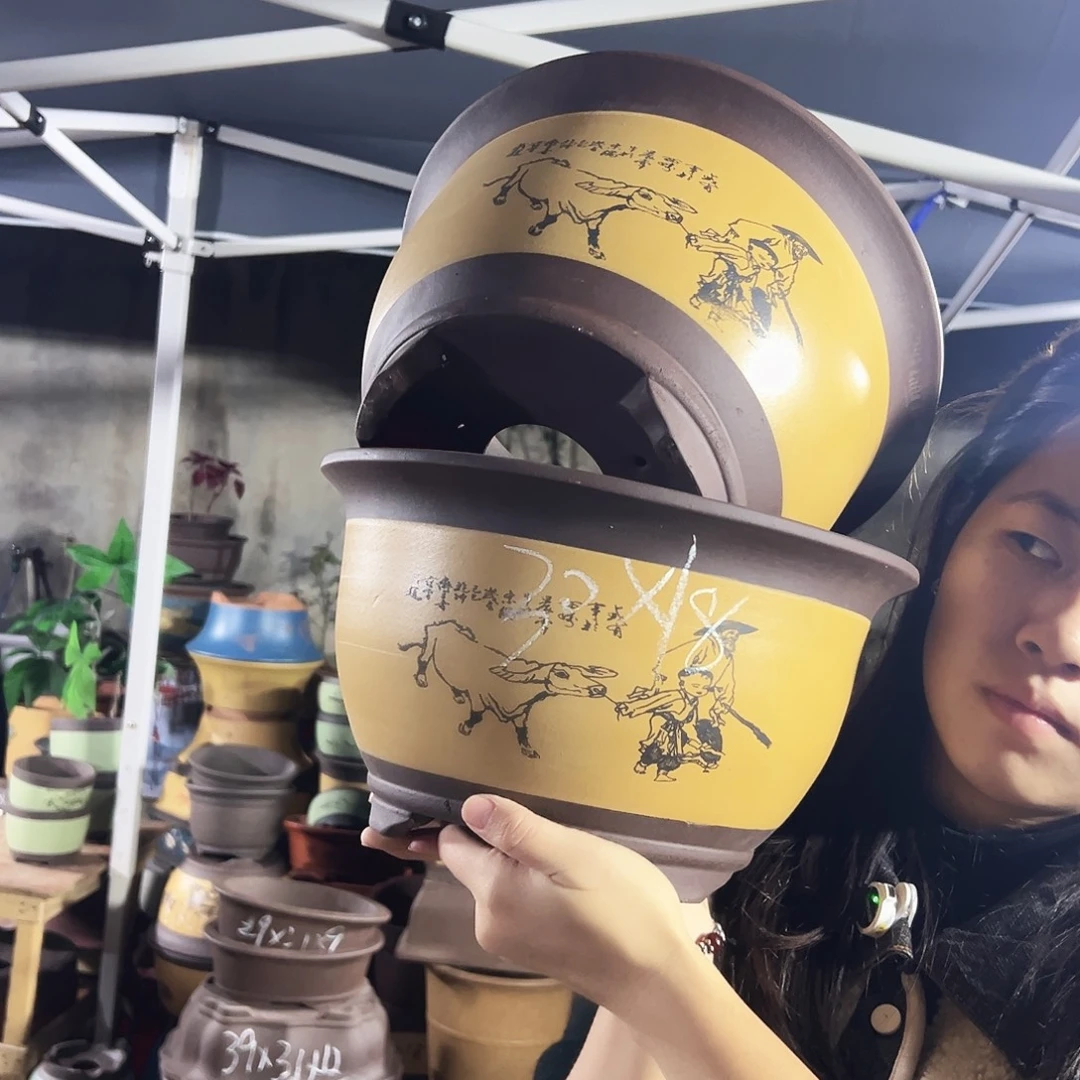 30+30黄色放牛娃三角金钟花盆