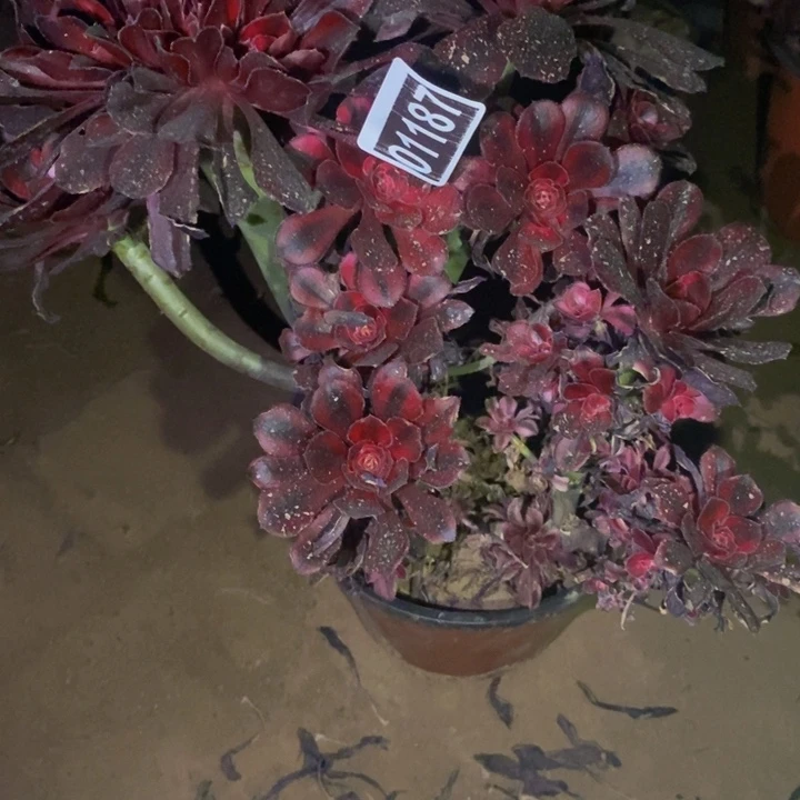 01187号香奈儿缀