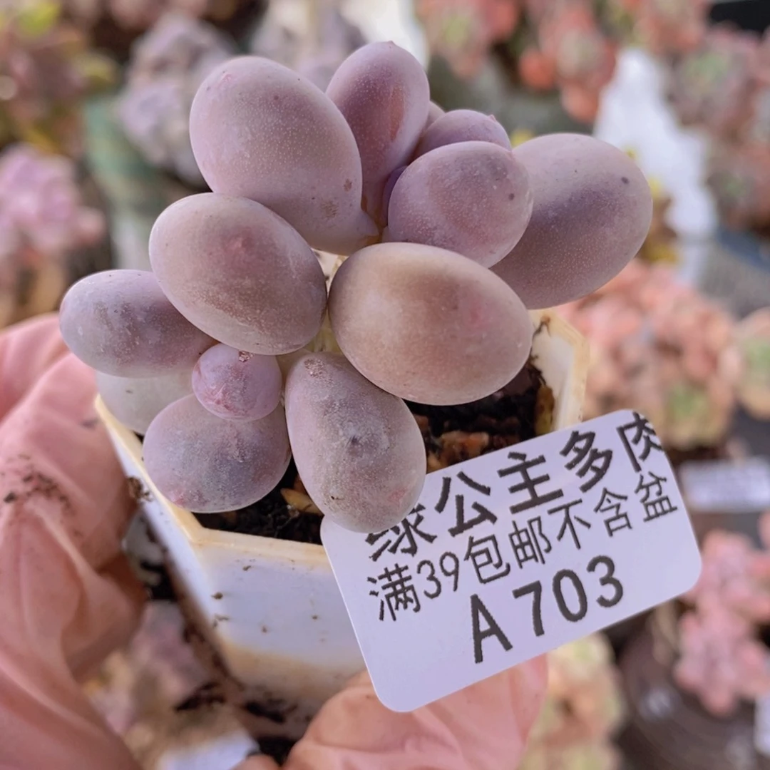 蛋黄奶5cm703多肉植物
