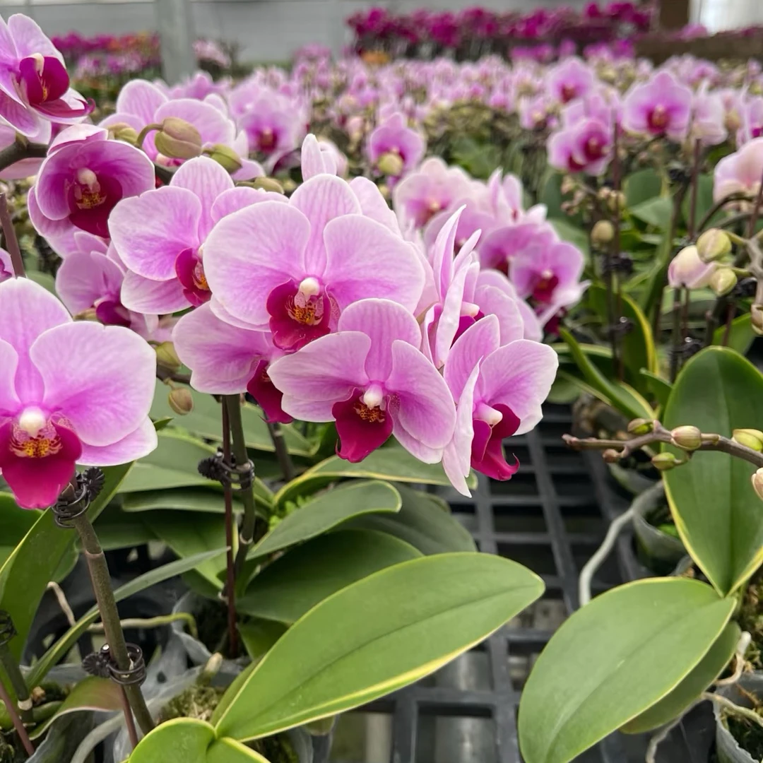 大宝贝蝴蝶兰带花剑直播间专属链接赠营养液