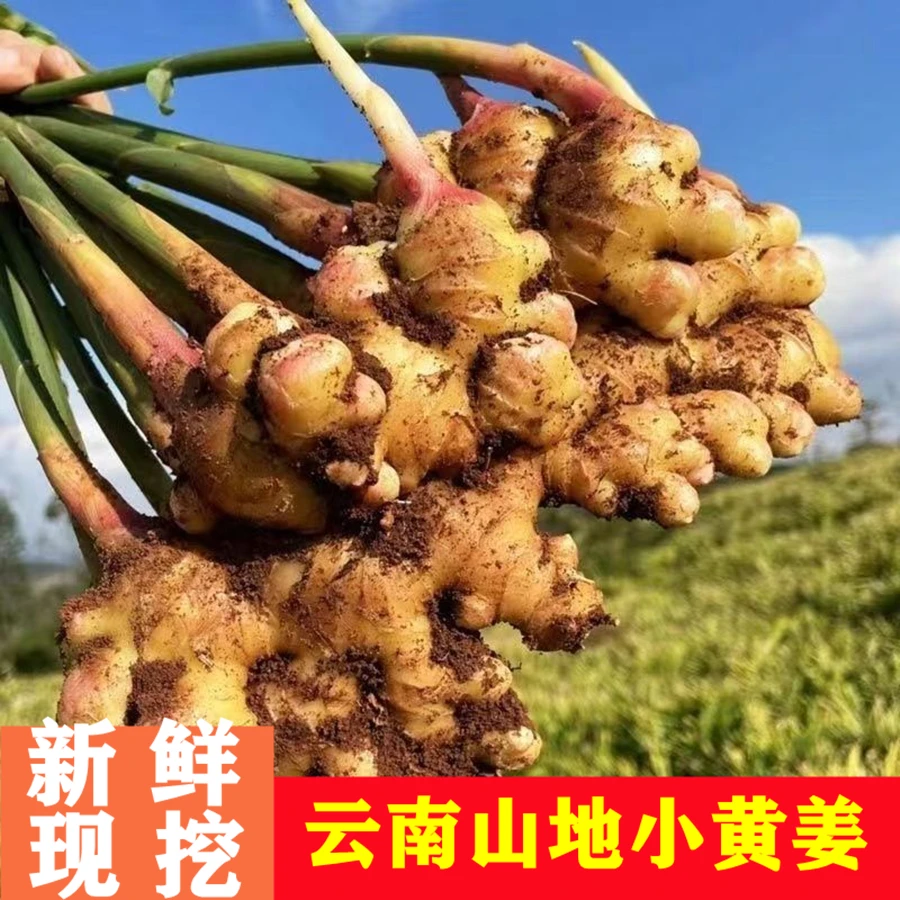 云南小黄姜9斤5斤3斤1斤优质山地黄姜农家种植高原蔬菜特产现挖