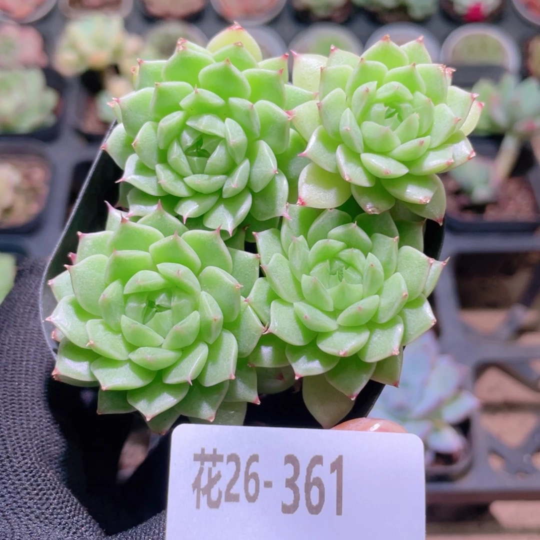 T***e花利美26-361海王