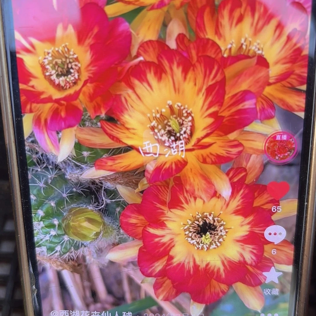 火焰风丽花侧牙20包邮仙人球瑕5