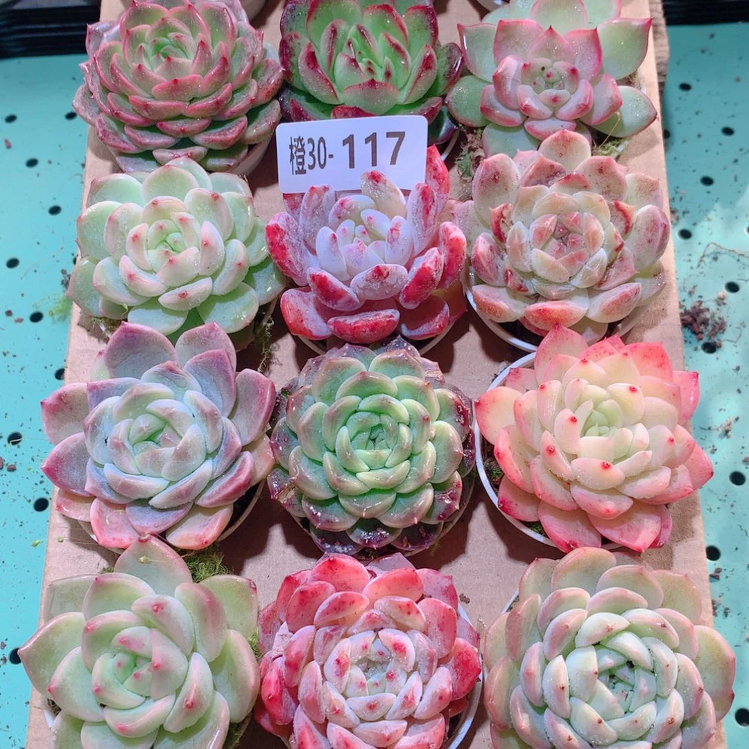 30-117一物一拍多肉带盆18颗