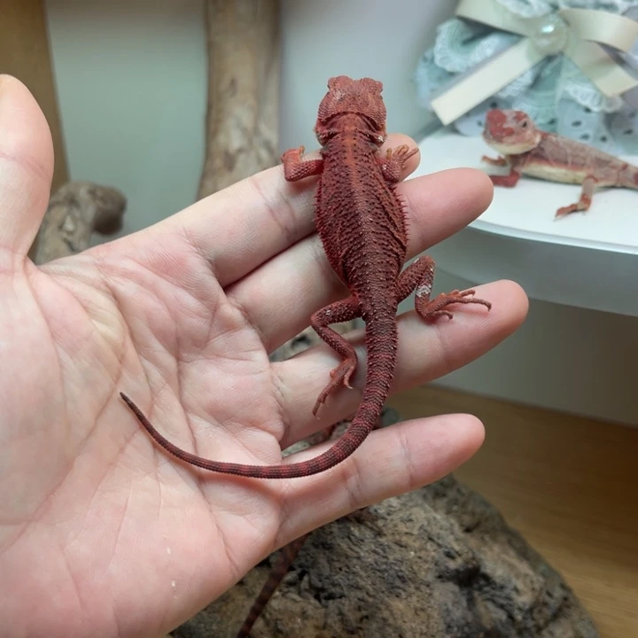 鬃狮蜥辣红果冻妹妹