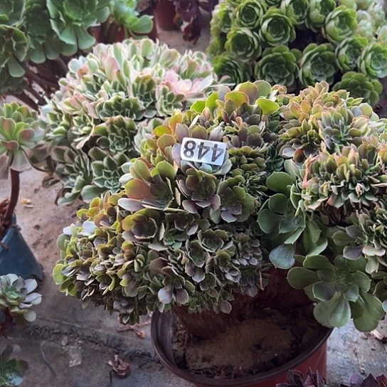 浅***笑多肉植物一个玫瑰