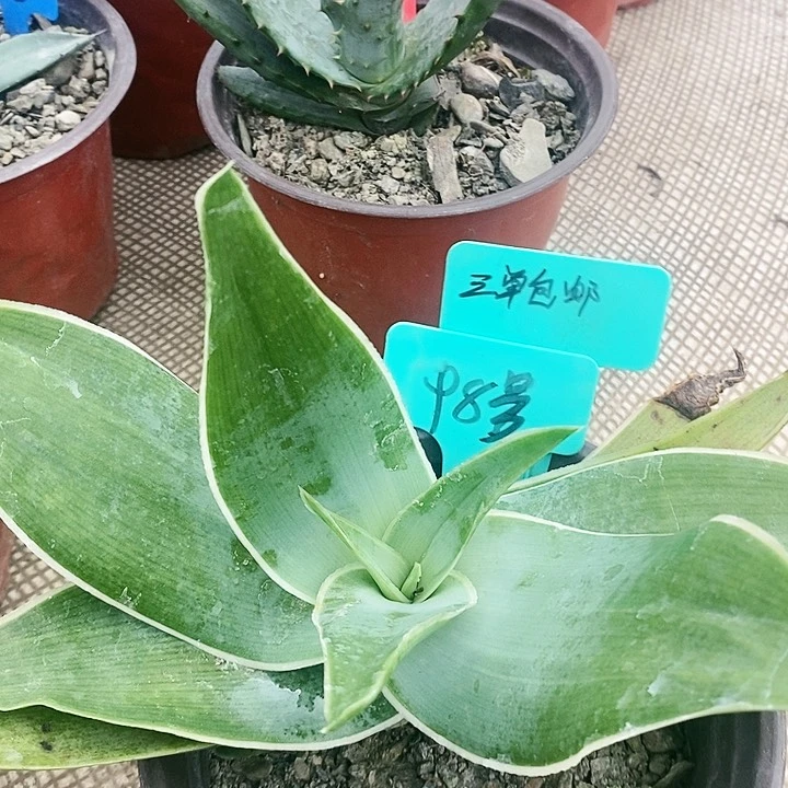 【闪购商品】无花朵银方锦芦荟